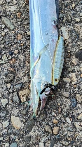 タチウオの釣果