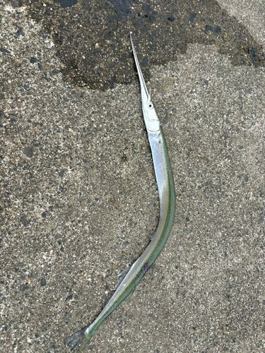 ダツの釣果