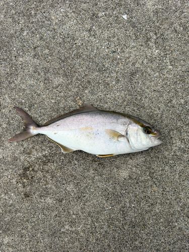 ショゴの釣果