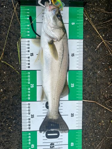 シーバスの釣果