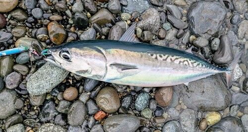 マルソウダの釣果