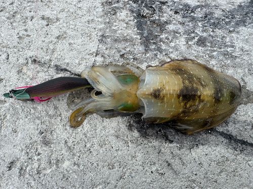 アオリイカの釣果