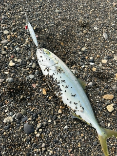 フクラギの釣果