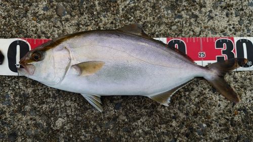 ショゴの釣果
