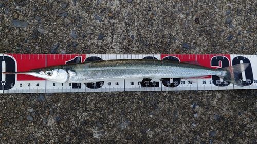 サヨリの釣果