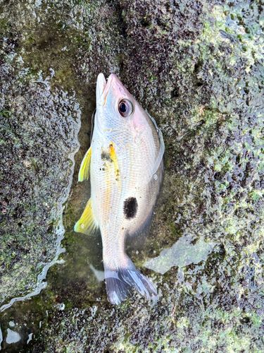 ニセクロホシフエダイの釣果