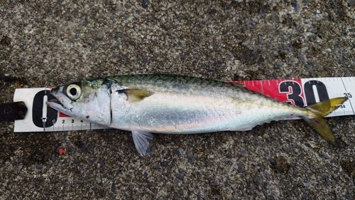 サバの釣果