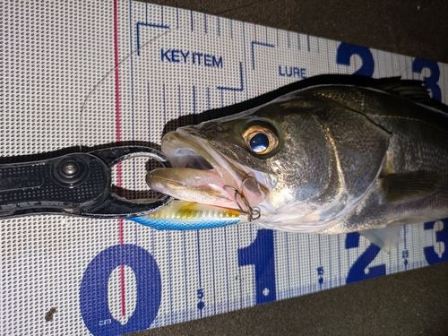 フッコ（マルスズキ）の釣果