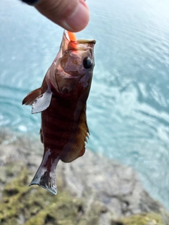 ヤミハタの釣果