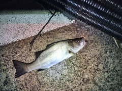 セイゴ（ヒラスズキ）の釣果