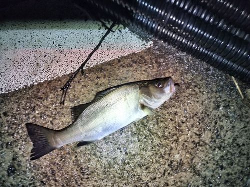 セイゴ（ヒラスズキ）の釣果