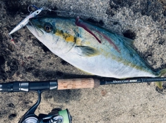 ヒラマサの釣果