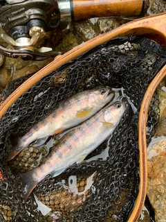 ヤマメの釣果