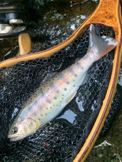 ヤマメの釣果