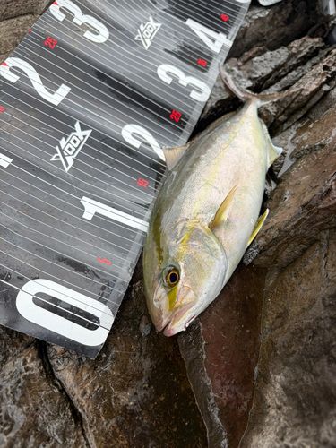ショゴの釣果