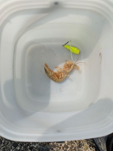シャコの釣果