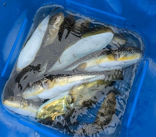 コショウダイの釣果