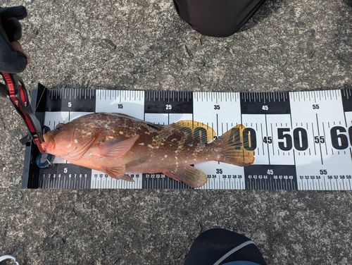 アコウの釣果