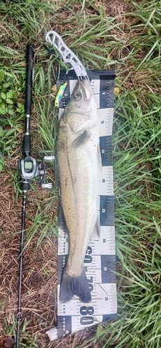 マルスズキの釣果
