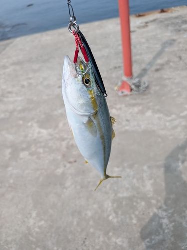 ワカシの釣果