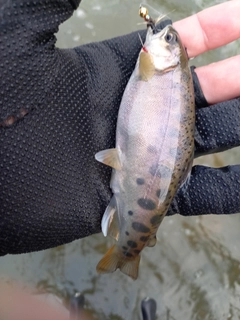 ヤマメの釣果