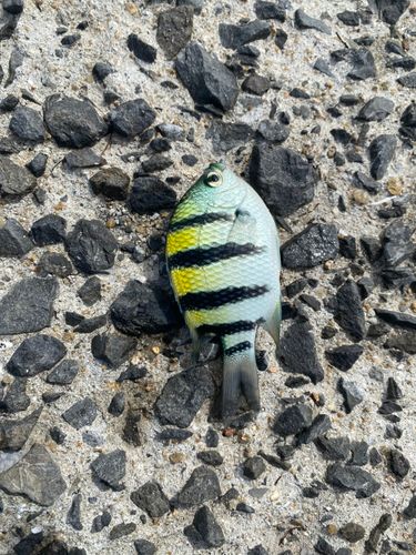 タイの釣果