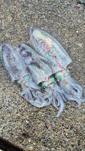 アオリイカの釣果