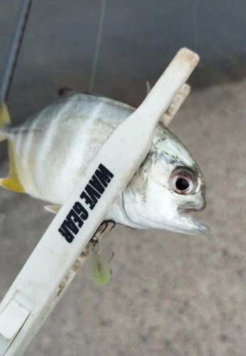 メッキの釣果