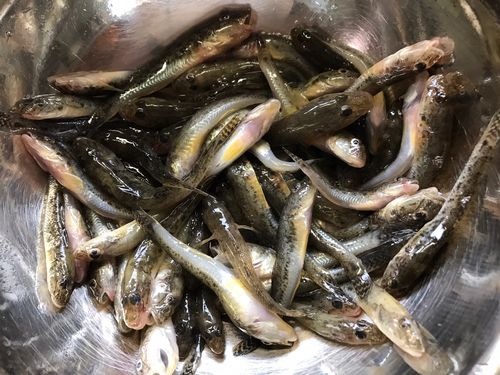 マハゼの釣果