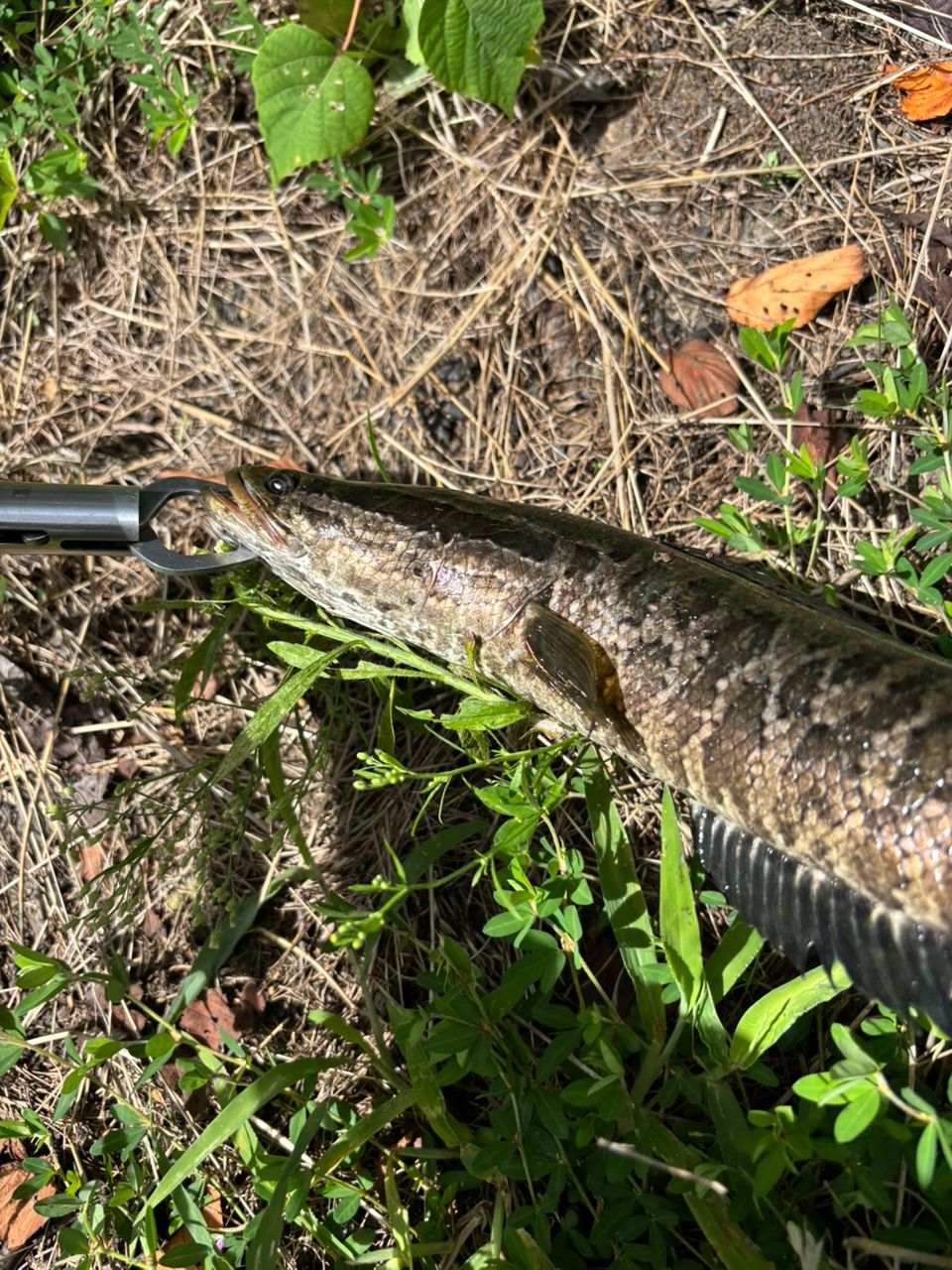 DAIWA 22ブレイゾン C66M-2・STの最安値・インプレ・釣果 | 本音の