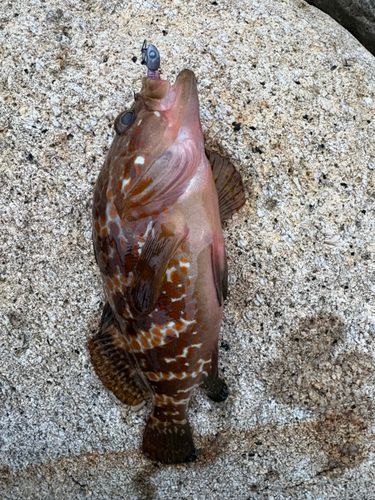 キジハタの釣果