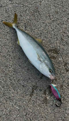 フクラギの釣果