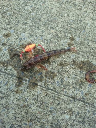 アサヒアナハゼの釣果