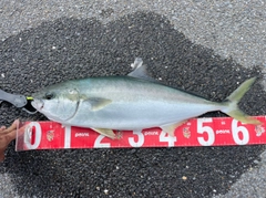 メジロの釣果