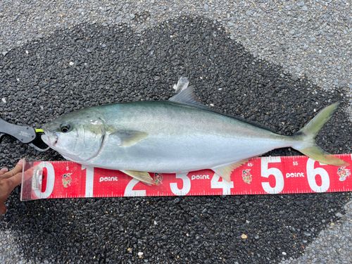 メジロの釣果
