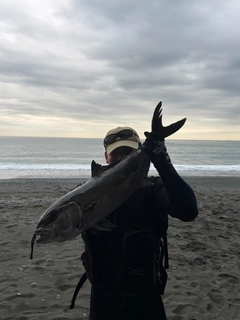 カンパチの釣果