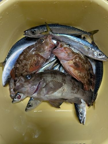 メバルの釣果