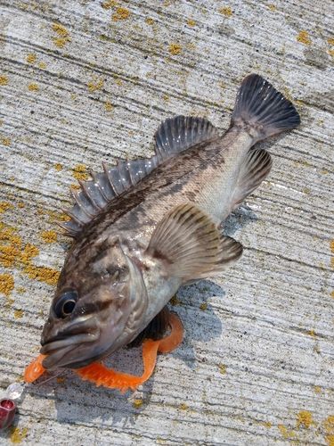 クロソイの釣果