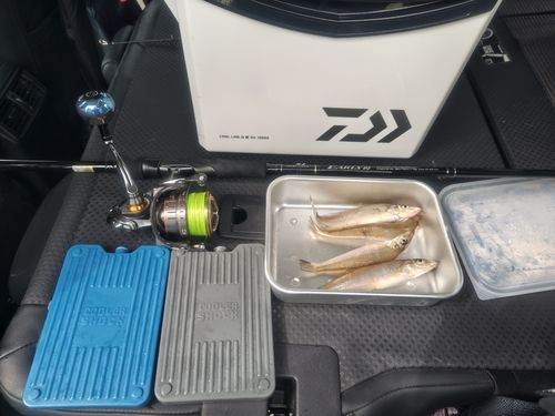 シロギスの釣果