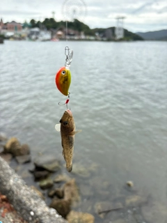 ハゼの釣果