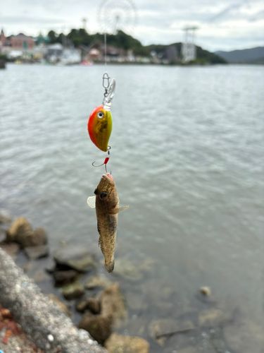 ハゼの釣果