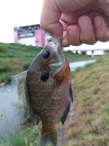 ブルーギルの釣果