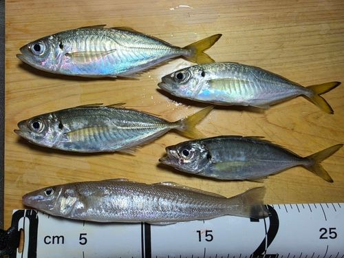 アジの釣果