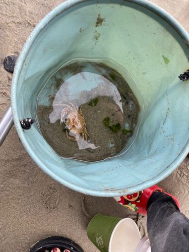 ヒラツメガニの釣果