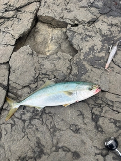 ヤズの釣果
