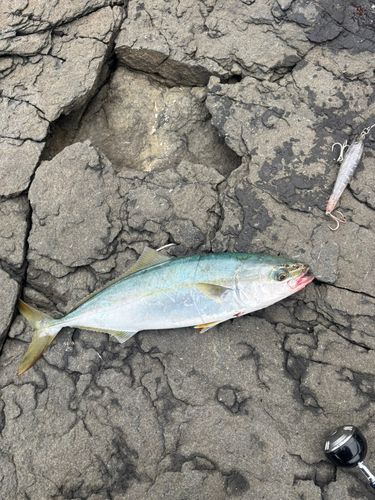ヤズの釣果