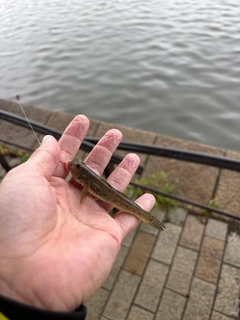 マハゼの釣果