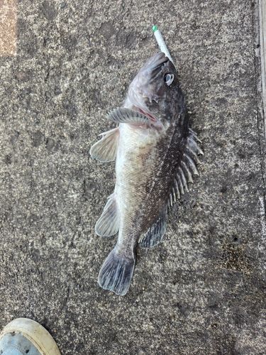 クロソイの釣果