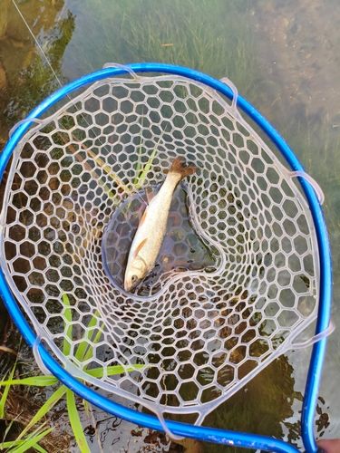 ウグイの釣果