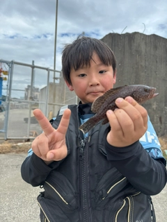 オオモンハタの釣果